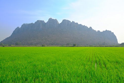 Wat Khao Nor (province de Nakhon Sawan, Thaïlande) - Silhouette d'une mogote calcaire dominant les rizières de la plaine(VO-24-0293)