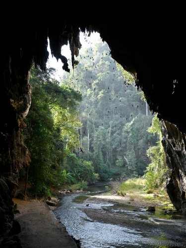 Grotte de Tham Lod (province de Mae Hong Son, Thaïlande) - Porche de sortie aval de la rivière envahi par des milliers de martinets qui quittent la grotte à l'aube (vue d'ensemble)(SP-24-0200)