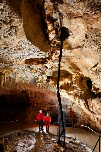 Grotte du Pech Merle (Lot) - Racine de chêne traversant la galerie (salle Combel)(SP-24-0685)