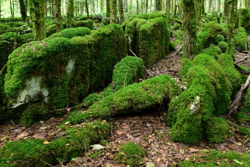 Lapiaz de Lemuy (Jura) - Lapiaz recouvert de mousses en forêt(HY-24-0055)