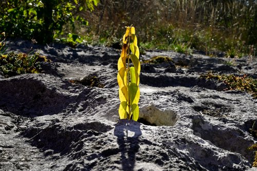 Lapiaz de Mont-sur-Monnet (Jura) - Plante 
 dans un creux de roche(HY-24-0093)