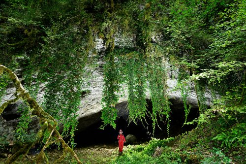 Grotte de la grande Baume (Doubs) - Entrée de la grotte avec rideaux de lierre (SP-24-2265)