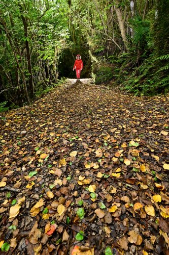 Karamea  (Nouvelle-Zélande, Ile du sud) - Sentier couvert de feuilles mortes dans le secteur de Oparara Basin.(VO-24-1369)