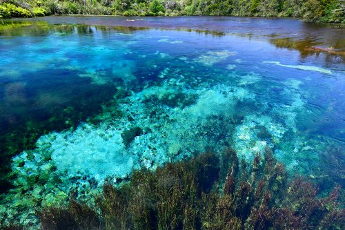 Source de Waikoropupu (Nouvelle-Zélande, Ile du sud) - Eaux turquoise transparentes de la source karstique (sans ciel)(VO-24-1298)