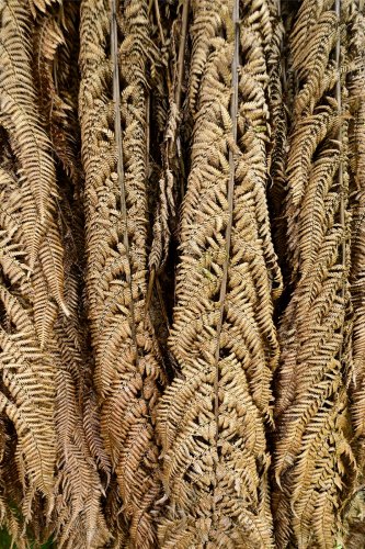 Tongariro National Park (Nouvelle-Zélande, Ile du nord) - Détail des branches sèches de fougères arborescentes(VO-24-0983)