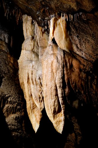 Grotte de la Fileuse de verre ou de la Devèze (Courniou, Hérault) -  Deux draperies jointives appelées "Les cigales"(SP-25-0572)