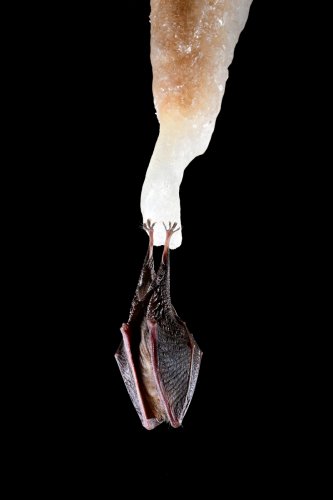 Grotte de la Fileuse de verre ou de la Devèze (Courniou, Hérault) -  Petit rhinolophe suspendu à une stalactite blanche(SP-25-0598)