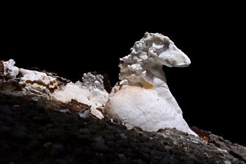 Gecko cave (Botswana) - "Le cheval" : bloc d'aragonite massive tombée au sol(SP-25-1048)