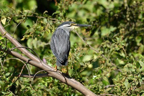 Moremi Game reserve (Botswana) - Martin pêcheur sur une branche(VO-25-0617)