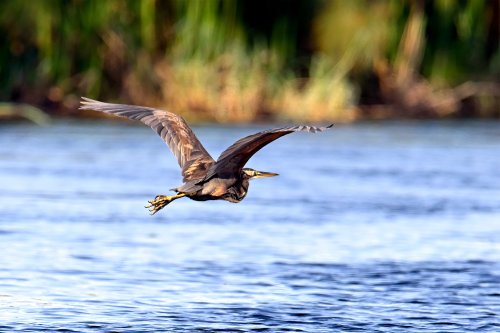 Moremi Game reserve (Botswana) - Martin pêcheur en vol(VO-25-0627)