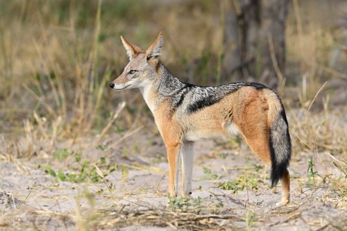 Chobe National Park (Botswana) - Jeune chacal à dos noir à côté de Savuti(VO-25-0799)