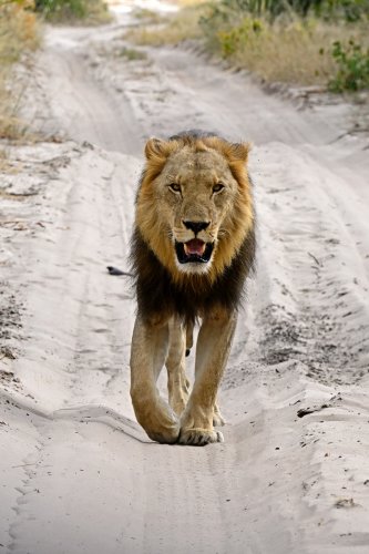 Chobe National Park (Botswana) - Lion sur la piste dans la secteur de Savuti(VO-25-0782)