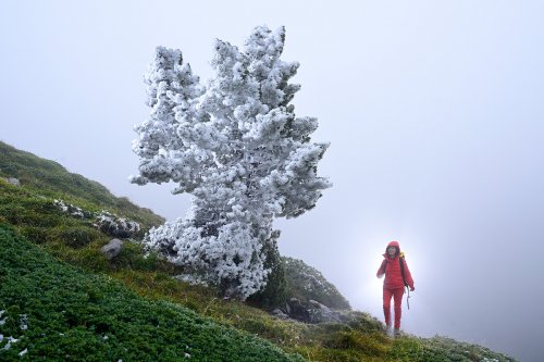 Arres d'Anie (Pierre Saint-Martin, Pyrénées Atlantiques) - Randonneur à côté d'un pin recouvert de givre(MO-25-0013)
