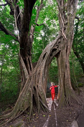 Parc national du Rincon de la Vieja (Alajuela, Costa Rica) - Arbres aux troncs enlacés(VO-25-1137)