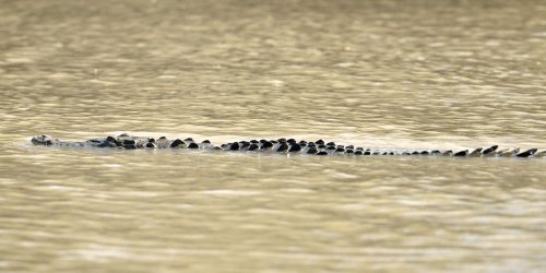 Parc national Palo Verde (Guanacaste, Costa Rica) -  Crocodile  dans le fleuve Tempique(VO-25-1044)