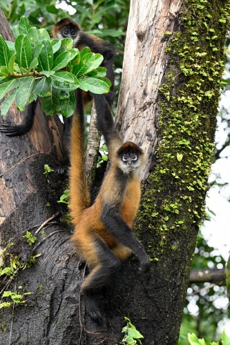 Parc National Tenorio (Alajuela, Costa Rica) - Singe araignée dans un arbre (VO-25-1232)