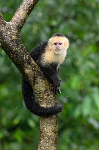 Parc National Tenorio (Alajuela, Costa Rica) - Singe capucin sur un tronc d'arbre (VO-25-1218)
