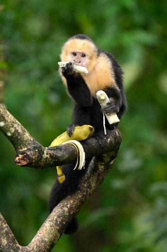 Parc National Tenorio (Alajuela, Costa Rica) -  Singe capucin mangeant des bananes(VO-25-1208)