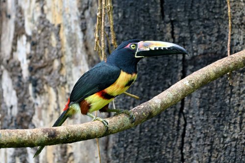 Parc National Tenorio (Alajuela, Costa Rica) -  Toucan à carène(VO-25-1199)