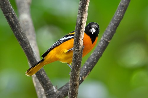 Parc National Tenorio (Alajuela, Costa Rica) -Trogon mâle à l'abdomen orange sur une branche (VO-25-1161)