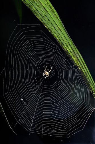 Parc national de Tenorio (Alajuela, Costa Rica) - Toile d'araignée sous une feuille de nuit(VO-25-1431)