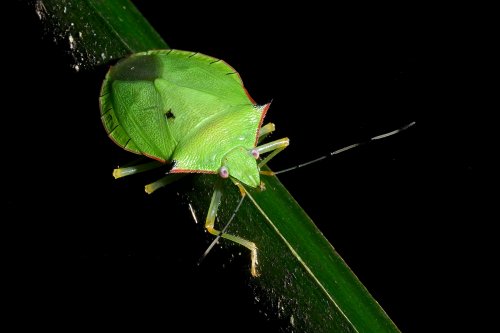 Parc national de Tenorio (Alajuela, Costa Rica) - Punaise verte sur une feuille(VO-25-1433)