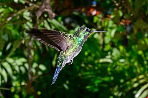 Parc national de Tenorio (Alajuela, Costa Rica) - Colibri en vol(VO-25-1537)