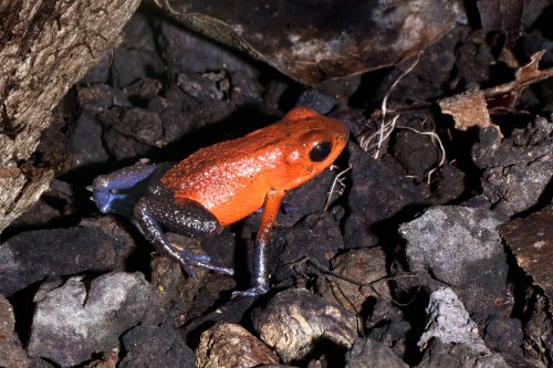 Parc national de Tenorio (Alajuela, Costa Rica) -  grenouille dentrobatidae (ou grenouille des fraises)(VO-25-1560)