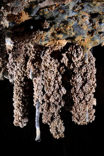 Tunel del Alba (Santa Cruz, Galapagos, Equateur) - Stalactites de lave recouvertes d'un concrétionnement de calcite.(SP-26-0205)