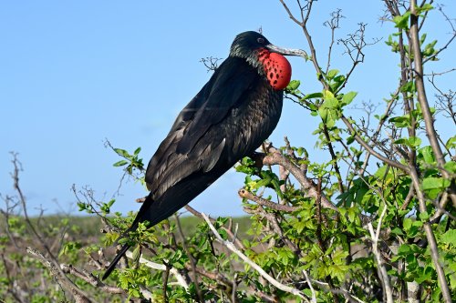 Genovesa island (Galapagos, Equateur) - Frégate mâle au goitre rouge (VO-26-0459)