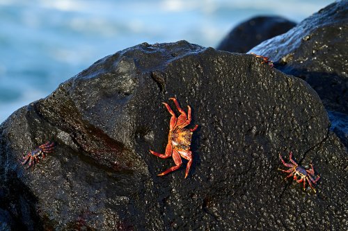 Mosquera island (Galapagos, Equateur) - Crabes rouge sur rochers de basalte noirs(VO-26-0123)