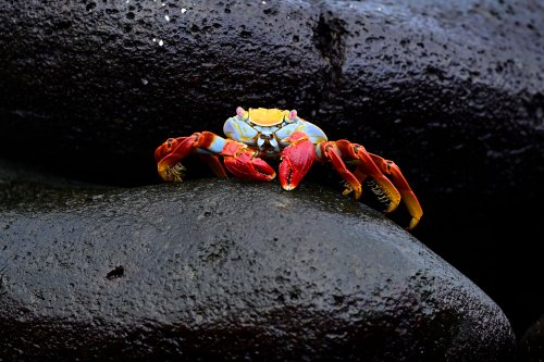 Mosquera island (Galapagos, Equateur) - Crabe rouge sur rochers de basalte noirs(VO-26-0317)