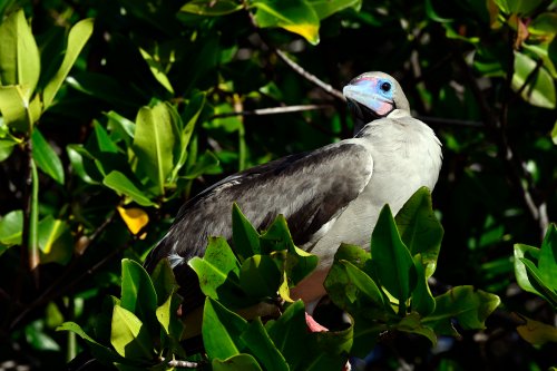 Genovesa island (Galapagos, Equateur) - Fou à pattes rouges dans un arbre(VO-26-0411)