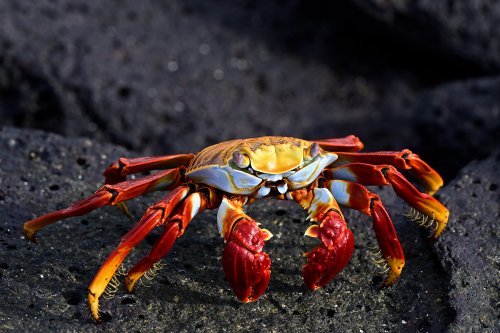 Mosquera island (Galapagos, Equateur) - Crabe rouge sur rochers de basalte noirs(VO-26-0386)