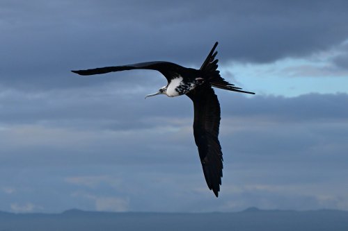 Lobos island (San Cristobal, Galapagos, Equateur) - Frégate en vol(VO-26-0314)