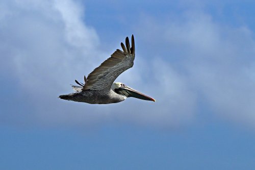 Lobos island (San Cristobal, Galapagos, Equateur) - Pélican en vol(VO-26-0143)