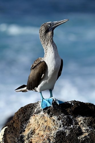 Lobos island (San Cristobal, Galapagos, Equateur) - Fou aux pieds bleus(VO-26-0090)