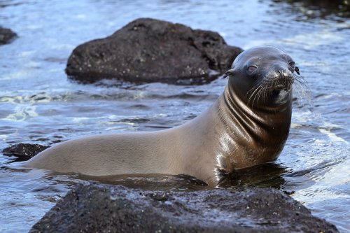 Mosquera island (Galapagos, Equateur) - Otarie regardant l'appareil(VO-26-0354)