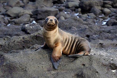 Mosquera island (Galapagos, Equateur) -  Jeune otarie(VO-26-0360)