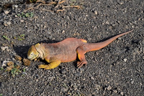 South Plazas (Santa Cruz, Galapagos, Equateur) - Iguane de terre orange sur sol caillouteux gros(VO-26-0274)