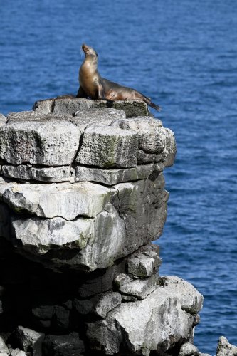 South Plazas (Santa Cruz, Galapagos, Equateur) - Otarie perchée sur un rocher(VO-26-0217)