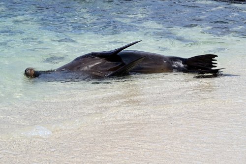 Barrington Bay (Santa Fe, Galapagos, Equateur) - Otarie jouant dans l'eau(VO-26-0066)