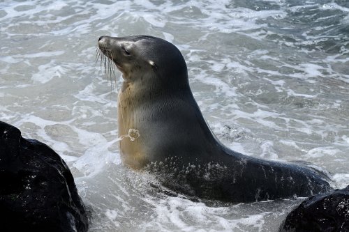 Mosquera island (Galapagos, Equateur) - Otarie jouant dans l'eau(VO-26-0069)