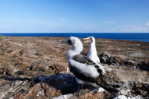 Genovesa island (Galapagos, Equateur) - Fou de Nazca et sa progéniture(VO-26-0466)