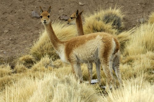 Chili. Vigognes sur l'Altiplano.(V 2007-1070)