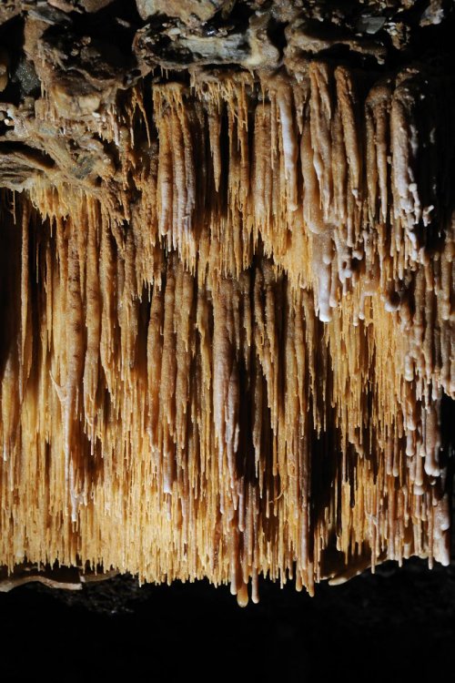 Grotte des Vents d'Anges (Aude) - Baguettes de gour ("poolfingers")(sp-08-0744)