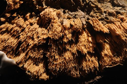 Grotte des Vents d'Anges (Aude) - Baguettes de gour ("poolfingers")(sp-08-0740)