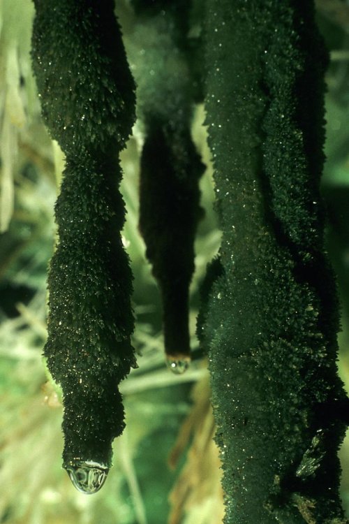 Bouquet d'aragonite verte(spe-03155)