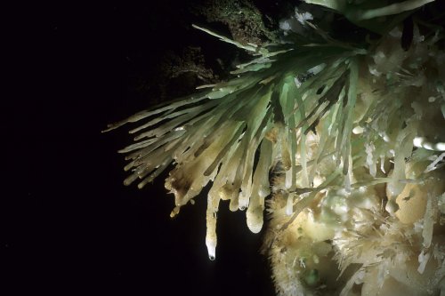 Aragonite verte(spe-07681)