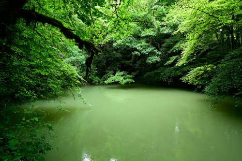 Puits de la Brême (Doubs) : photo du puits lorsqu'il est émissif. C'est alors lui qui alimente la rivière Brême.
(HY-20-0020)